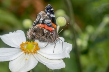 Boyalı Bayan Kelebek