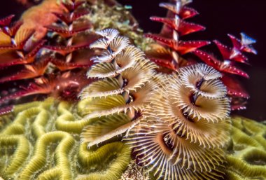 Spirobranchus Giganteus, Noel ağacı solucanları.