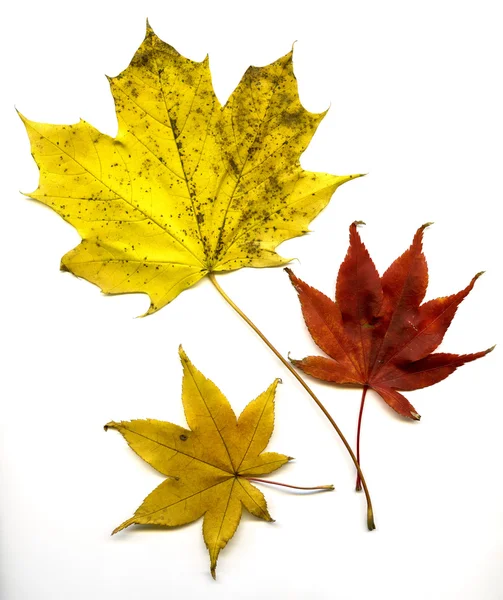 Herbstblätter Ahorn — Stockfoto