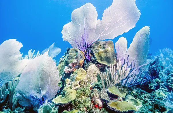 Underwater coral reef — Stock Photo, Image