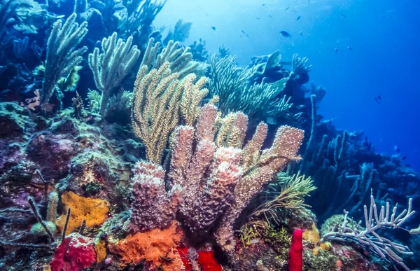 Arrecife de coral submarino — Foto de Stock