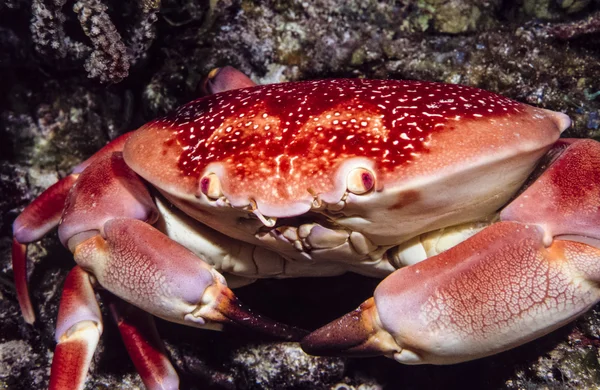 Carpilius corallinus eller Batwing Coral krabba — Stockfoto