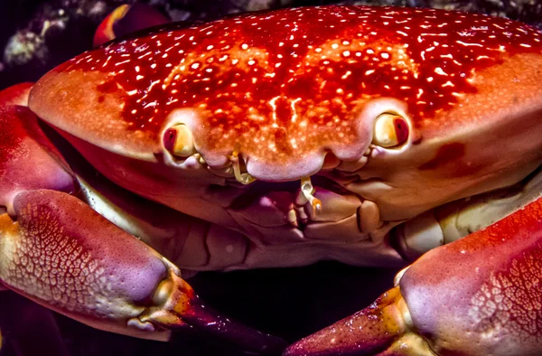 Carpilius corallinus o Batwing Coral Crab —  Fotos de Stock