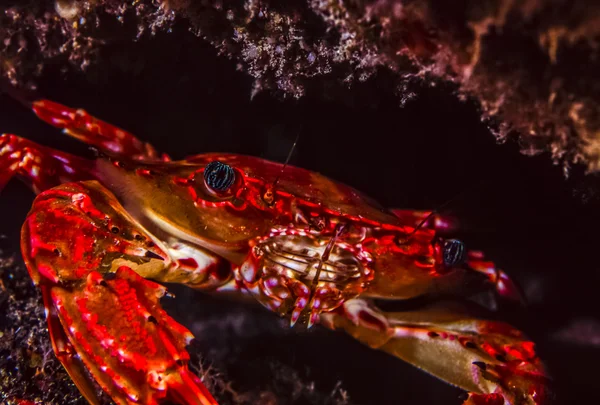 Red-hinged clinging crab — Stock Photo, Image