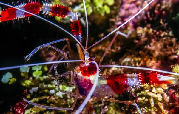 Şeritli mercan karides ve şeritli temiz karides — Stok fotoğraf