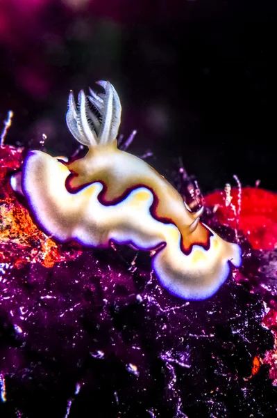 Chromodoris Coi Nudibranch — Stock fotografie