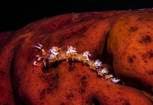 Aeolid nudibranch subaquático — Fotografia de Stock