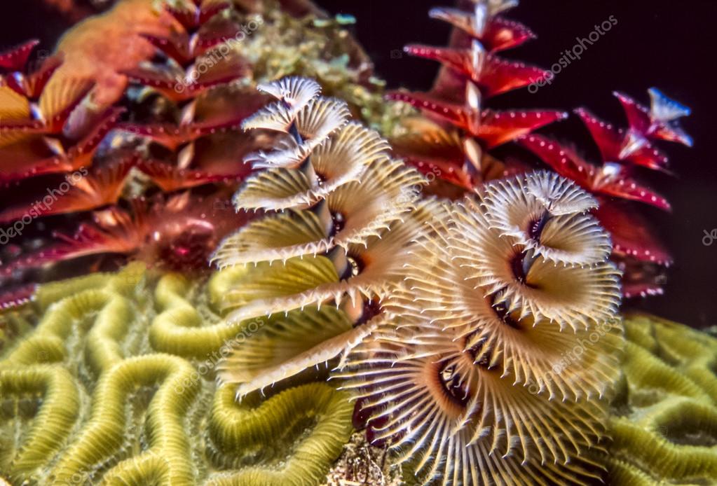 Spirobranchus giganteus, Christmas tree worms — Stock Photo