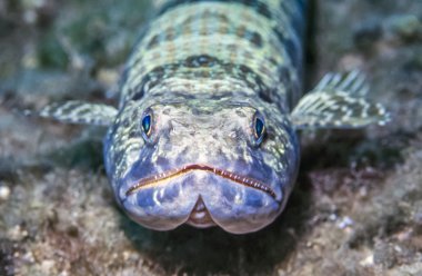 Synodus intermedius, kum dalgıç