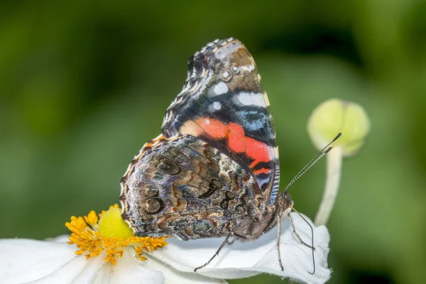 stock image Painted Lady butterfly