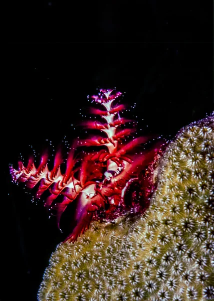 Spirobranchus giganteus, Christmas tree worms — Stock Photo, Image