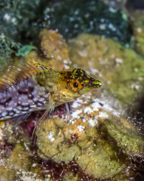 Malacoctenus boehlkei, Diamond blenny — Zdjęcie stockowe