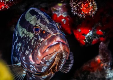 Nassau groupe, (Epinephelus striatus