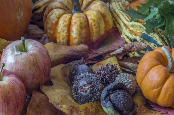 Autumn studio scene — Stock Photo, Image