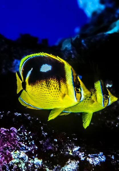 Peixe-borboleta de quatro pontos, Chaetodon quadrimaculatus — Fotografia de Stock