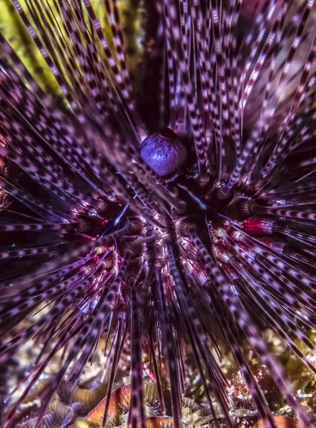 Diadema setosum  long-spined sea urchin — Stock Photo, Image