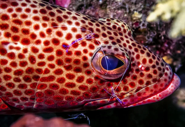 Cephalopholis fulva grouper — Stock Photo, Image