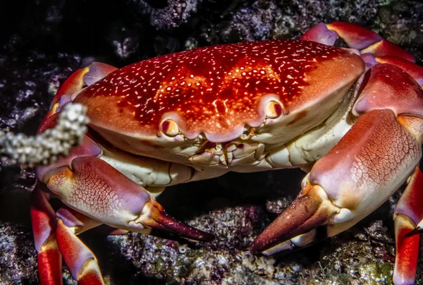 Carpilius corallinus o Batwing Coral Crab — Foto de Stock