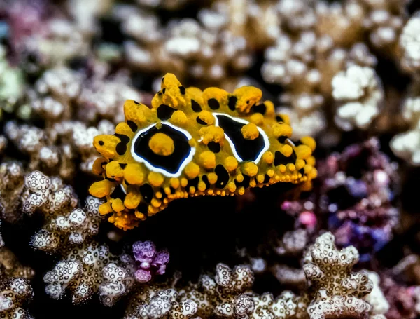 Phyllidia Ocellata sea slug — Stock Photo, Image