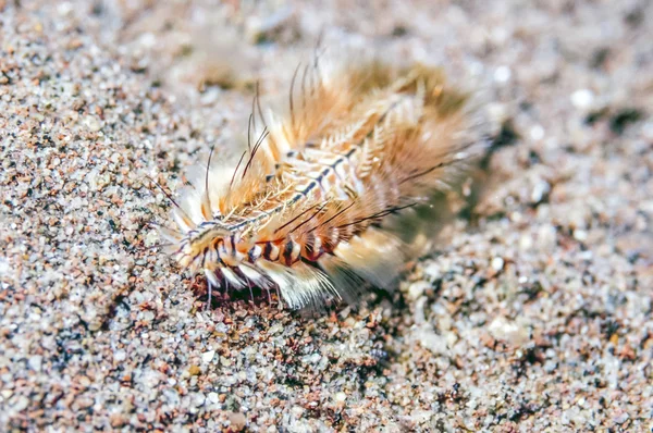 Poliqueta o gusano de cerdas poliquetos — Foto de Stock