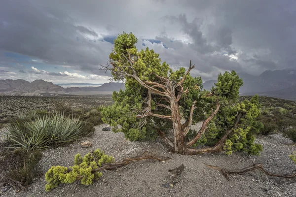 Red Rock Canyon — Stock Photo, Image