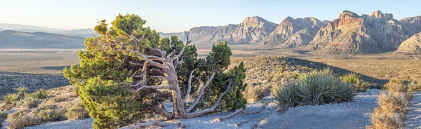 Cañón Red Rock — Foto de Stock