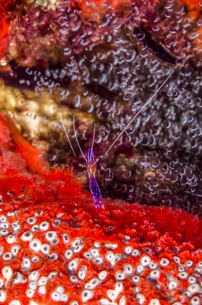 Ancylomenes pedersoni, Pederson na krevety — Stock fotografie