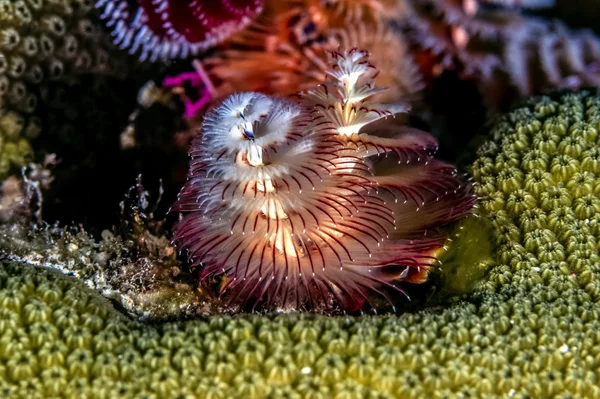 Spirobranchus giganteus, Christmas tree worms — Stock Photo, Image