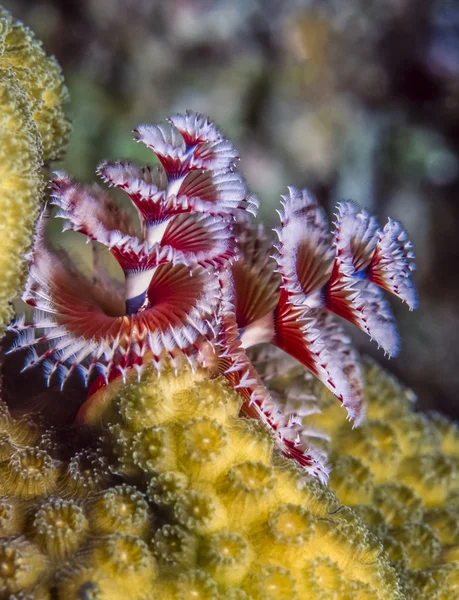 Spirobranchus Giganteus, Noel ağacı solucanları. — Stok fotoğraf