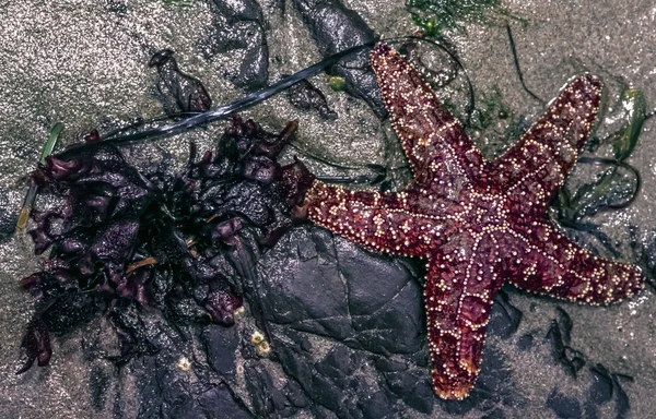 Морская звезда на пляже с ламинарием — стоковое фото