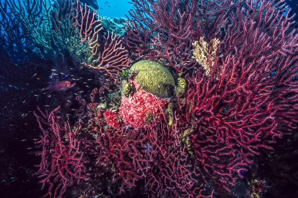 Arrecife de coral submarino — Foto de Stock