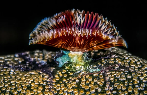 Split-crowned feather duster worm — Stock Photo, Image