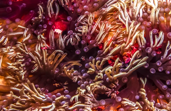 Anenoma ramificado, Lebrunia danae — Fotografia de Stock