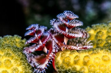 Spirobranchus Giganteus, Noel ağacı solucanları.