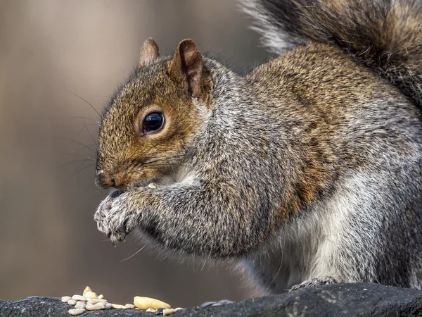 Sciurus carolinensis, gemensamma namnet östra — Stockfoto