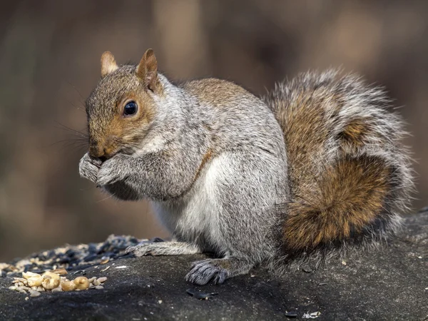 Sciurus carolinensis, gebräuchlicher Name — Stockfoto