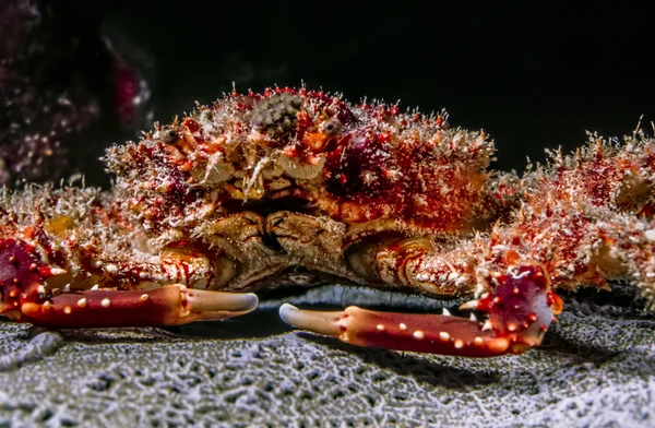 Mithrax spinosissimus, West Indian spider crab — Stock Photo, Image