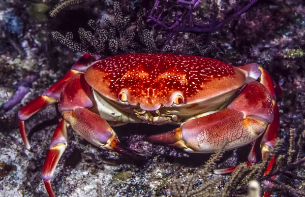 Carpilius corallinus ou Crabe corail batailleur — Photo