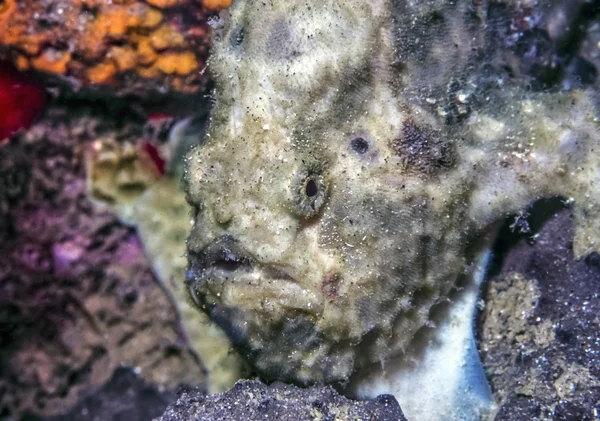 Közelkép frogfish — Stock Fotó