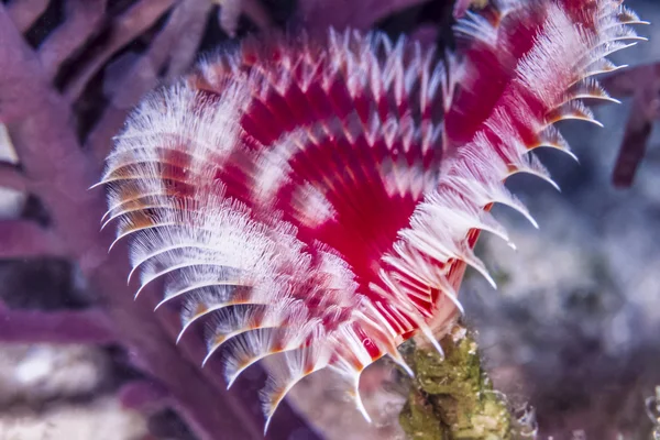 Split-crown feather duster,Anamobaea orstedii — Stock Photo, Image