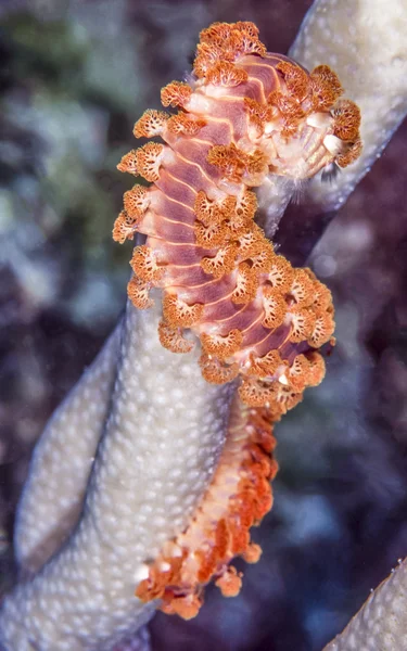 Bearded fireworm, Hermodice carunculata — Stock Photo, Image