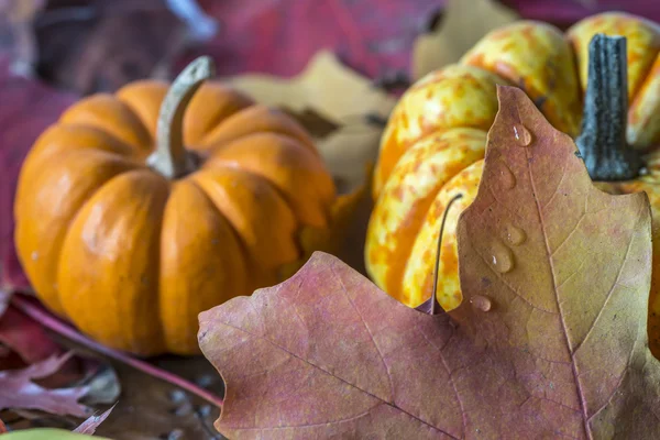Осенние листья и тыквы — стоковое фото