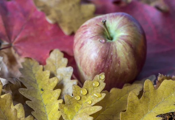 Το φθινόπωρο τα φύλλα και μήλα — Φωτογραφία Αρχείου