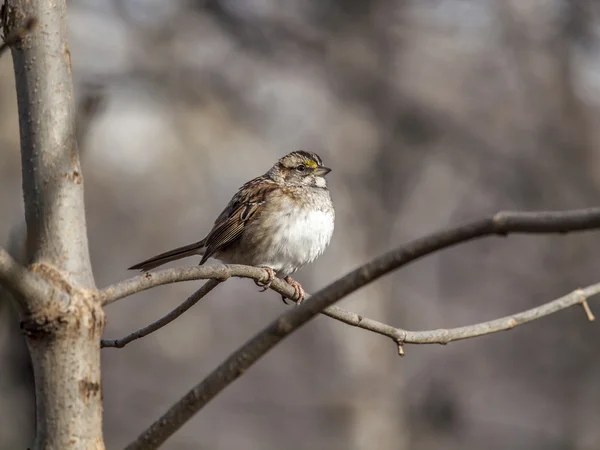 House sparrow on branch — Stock Photo, Image