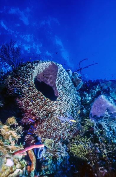 Giant barrel sponge — Stock Photo, Image