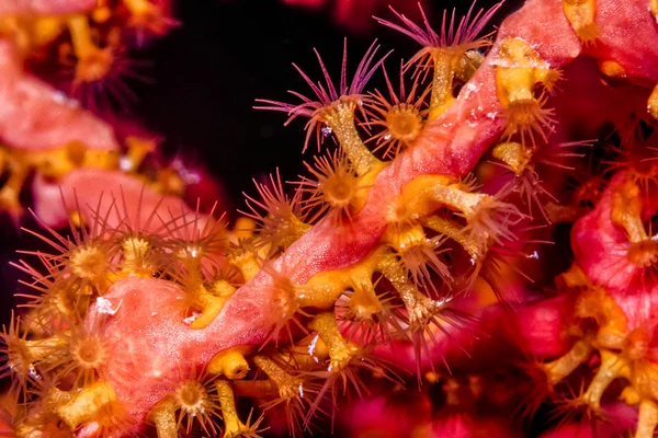 Starfish on coral reef — Stock Photo, Image