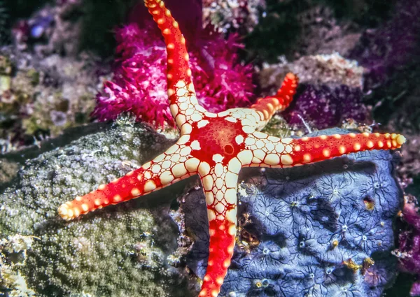 Ketting Starfish, Fromia monilis — Stockfoto