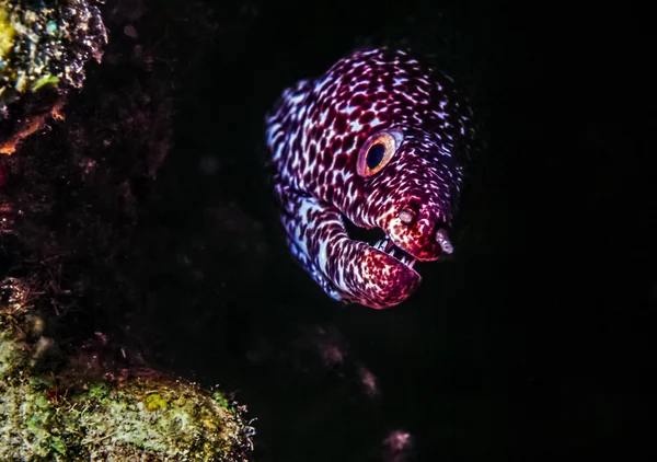 斑点的海鳗，Gymnothorax isingteena — 图库照片