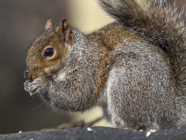 Sciurus carolinensis, gemensamma namnet östra — Stockfoto