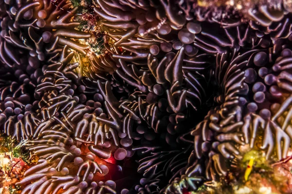 Dallanma Anemone; Lebrunia danae; Sünger — Stok fotoğraf